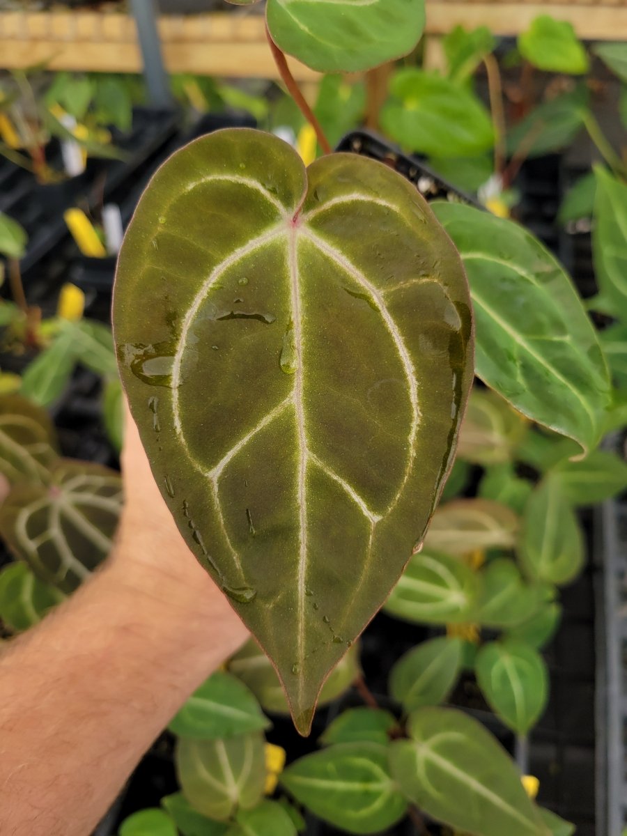 Anthurium Tim Anderson 'Stripey Mag/Pap' x A. 'Doc Block Purple F2' - Nice Plants Good Pots