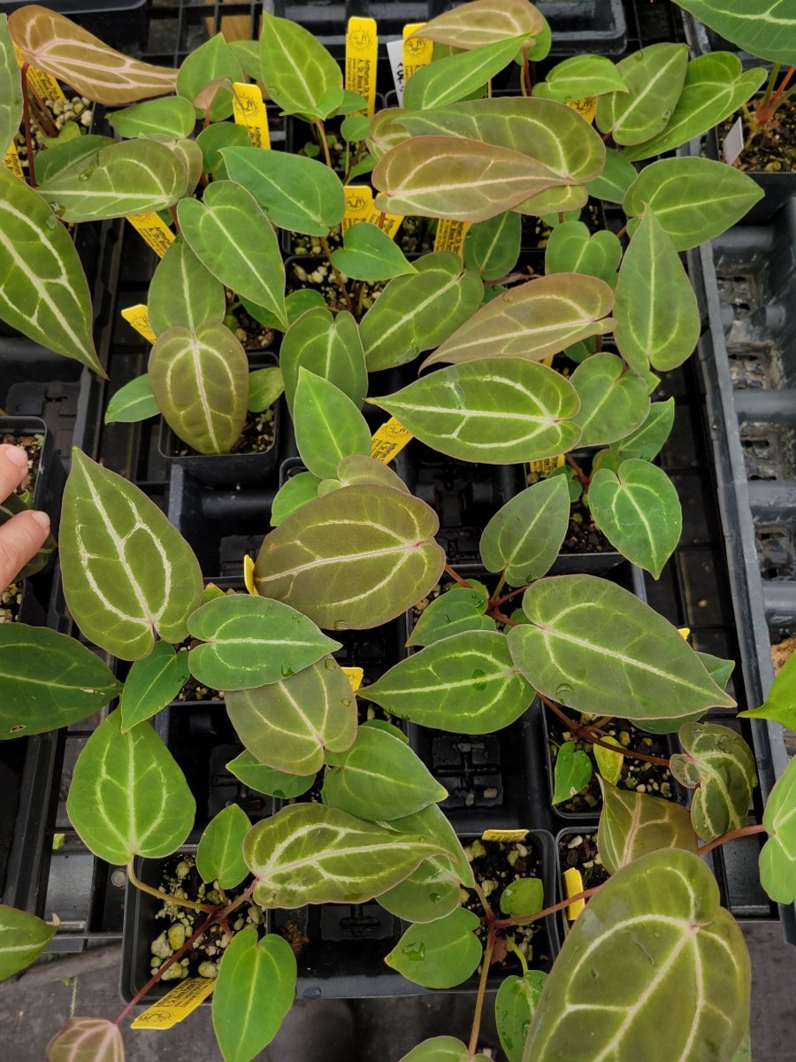Anthurium Tim Anderson 'Stripey Mag/Pap' x A. 'Doc Block Purple F2' - Nice Plants Good Pots