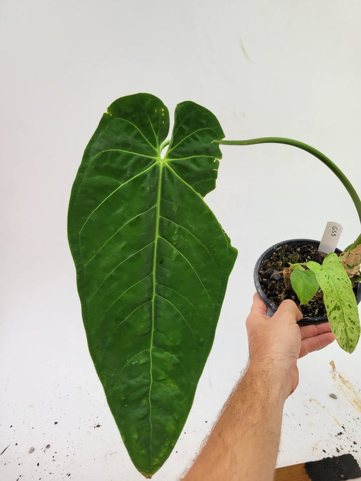 Anthurium Warocqueanum x Waterburyanum - Nice Plants Good Pots