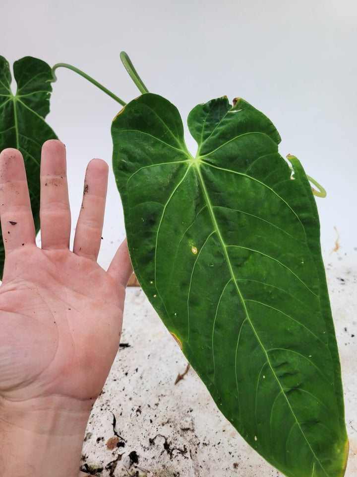 Anthurium Warocqueanum x Waterburyanum - Nice Plants Good Pots