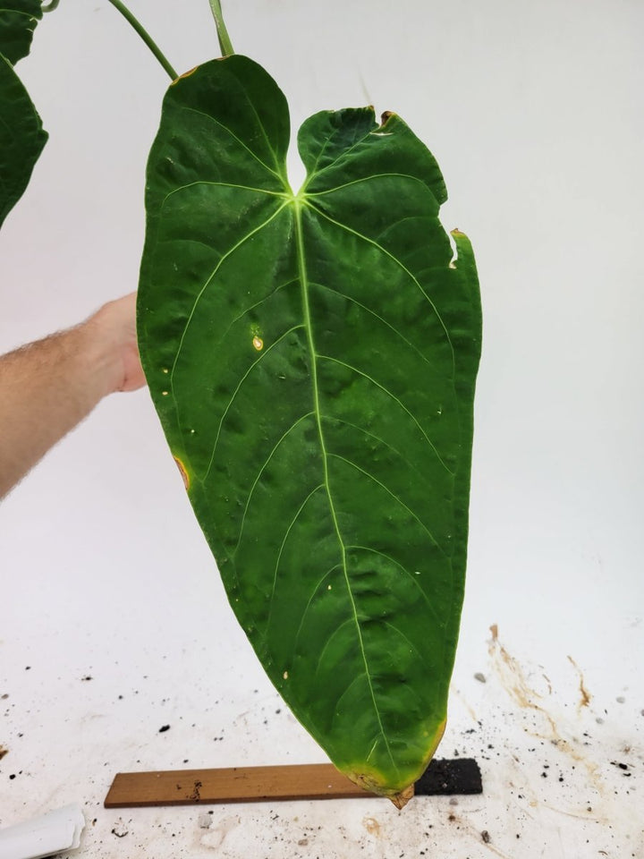 Anthurium Warocqueanum x Waterburyanum - Nice Plants Good Pots