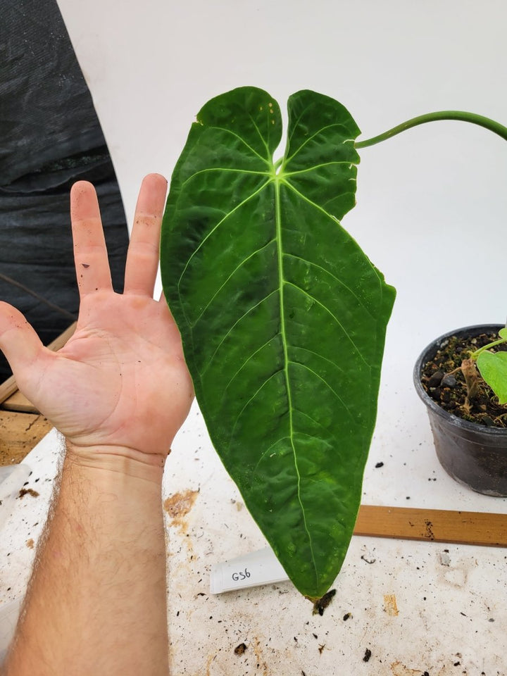 Anthurium Warocqueanum x Waterburyanum - Nice Plants Good Pots