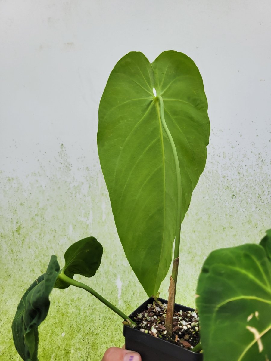 Anthurium Waterburyanum Long Narrow - Nice Plants Good Pots