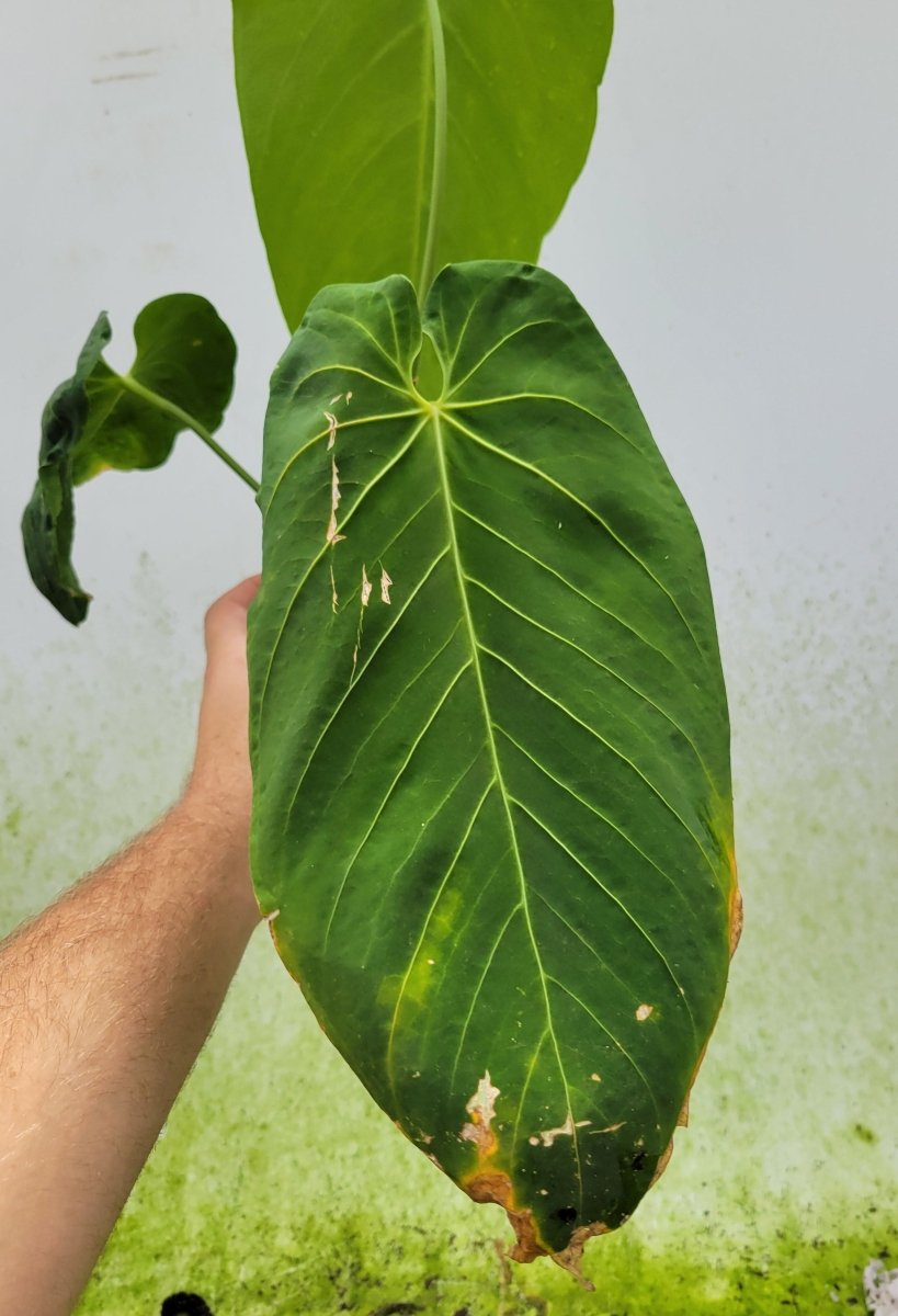 Anthurium Waterburyanum Long Narrow - Nice Plants Good Pots