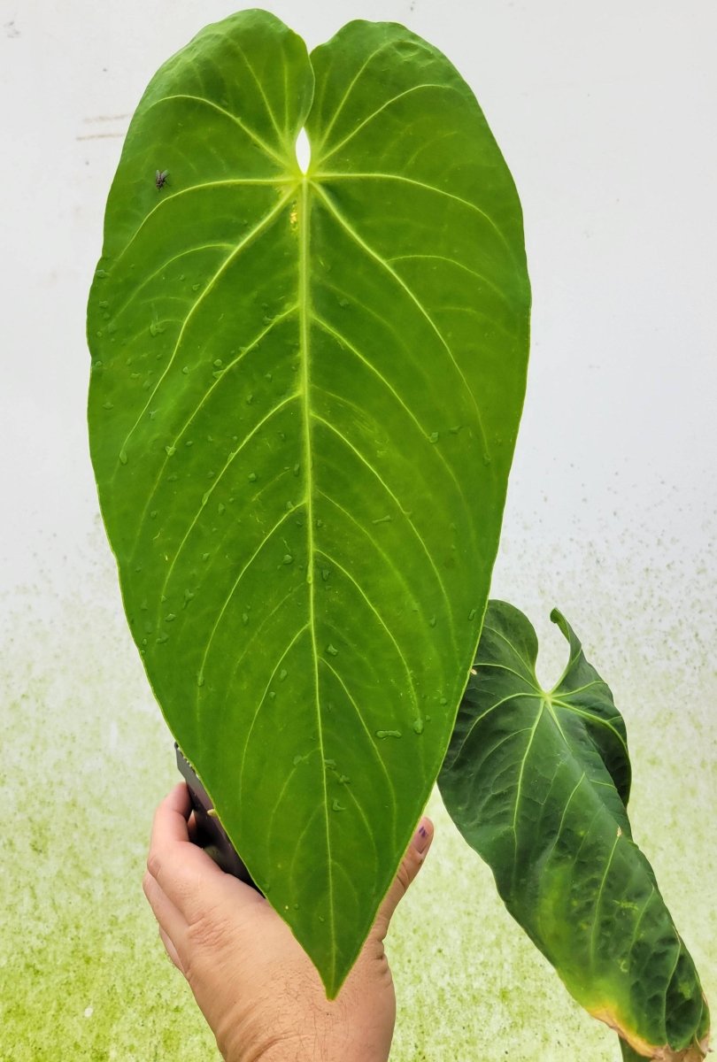 Anthurium Waterburyanum Long Narrow - Nice Plants Good Pots