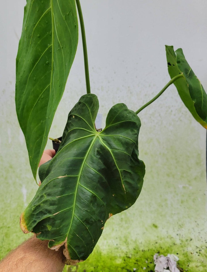 Anthurium Waterburyanum Long Narrow - Nice Plants Good Pots