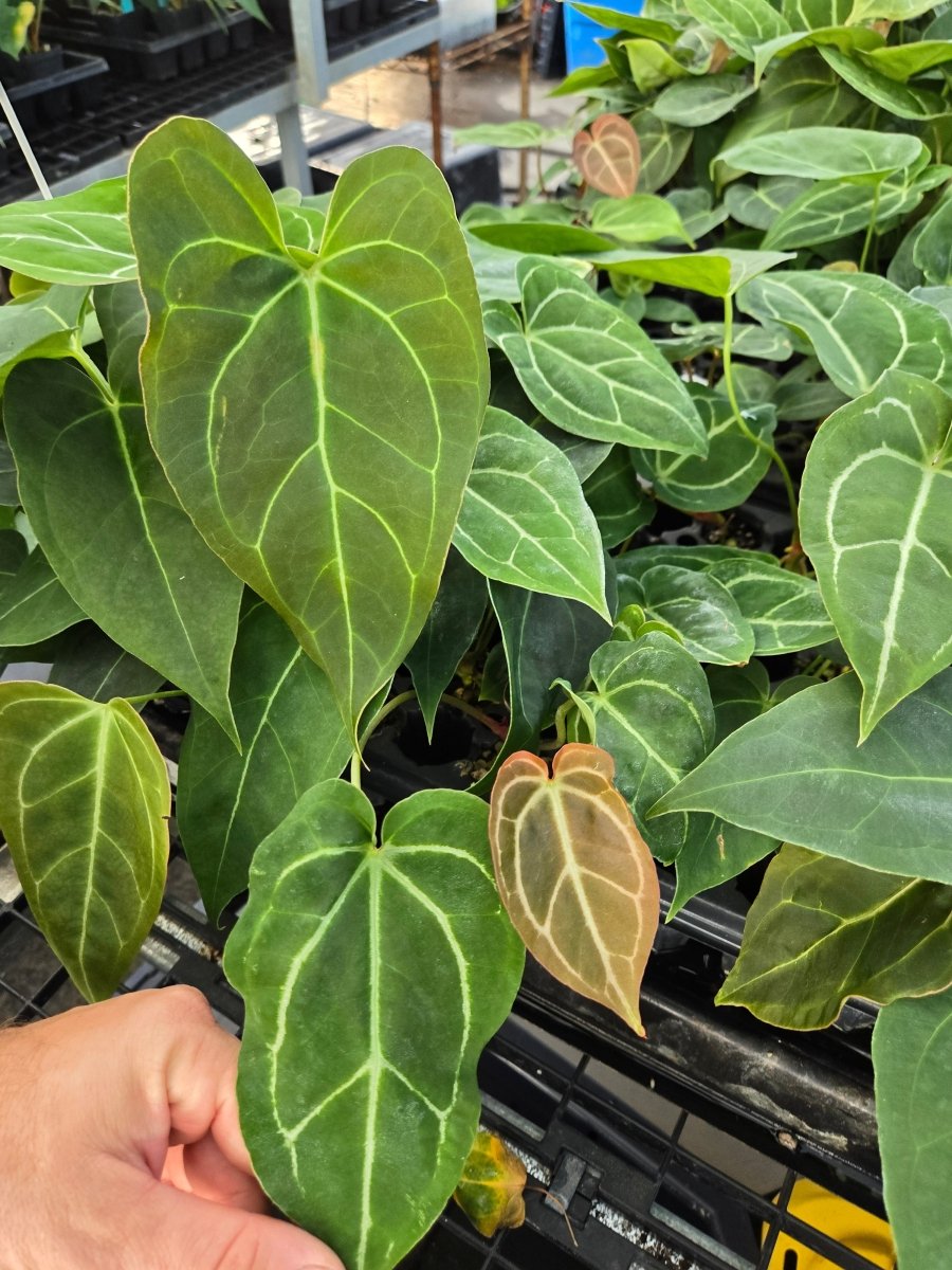 yellow anthurium plant Anthurium 'Yellow Berry' x 'Rotundatum X' (A40)