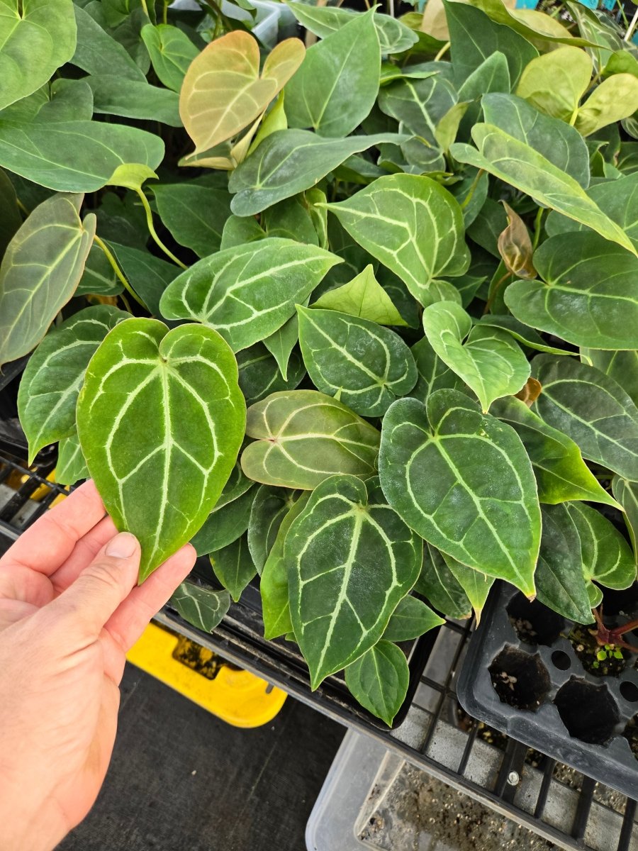 Anthurium 'Yellow Berry' x A. 'Rotundatum X' (A40) – seed-grown Anthurium hybrid seed (Nice Plants Good Pots)