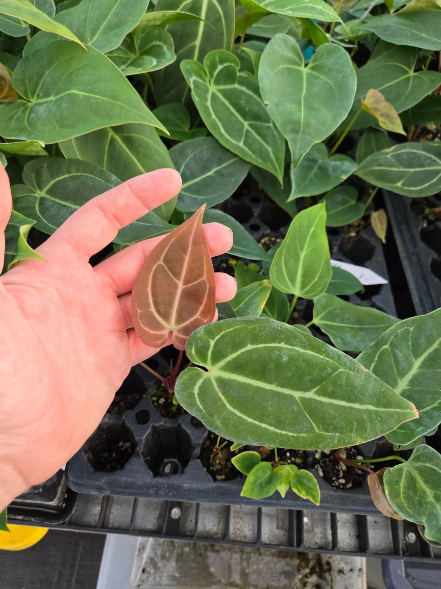 Anthurium 'Yellow Berry' x A. 'Rotundatum X' (A40) – seed-grown Anthurium hybrid seed (Nice Plants Good Pots)