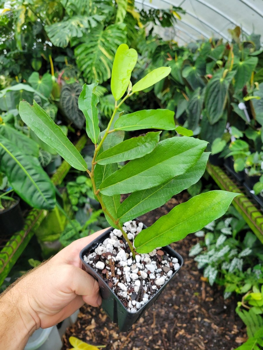 Aristolochia salvadorensis. Darth Vader Plant - Nice Plants Good Pots