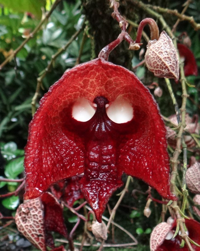 Aristolochia salvadorensis. Darth Vader Plant - Nice Plants Good Pots