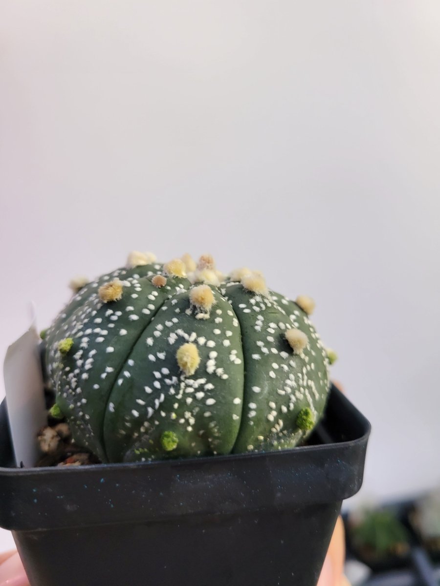 Astrophytum asterias cv. Superkabuto, rooted and established Deaw Cactus - Flowering Seed Grown #T24 - Nice Plants Good Pots