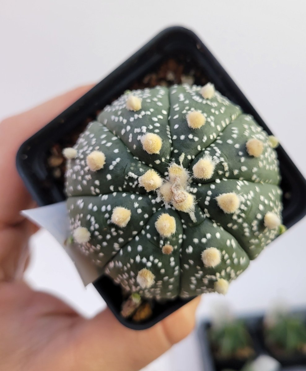 Astrophytum asterias cv. Superkabuto, rooted and established Deaw Cactus - Flowering Seed Grown #T24 - Nice Plants Good Pots