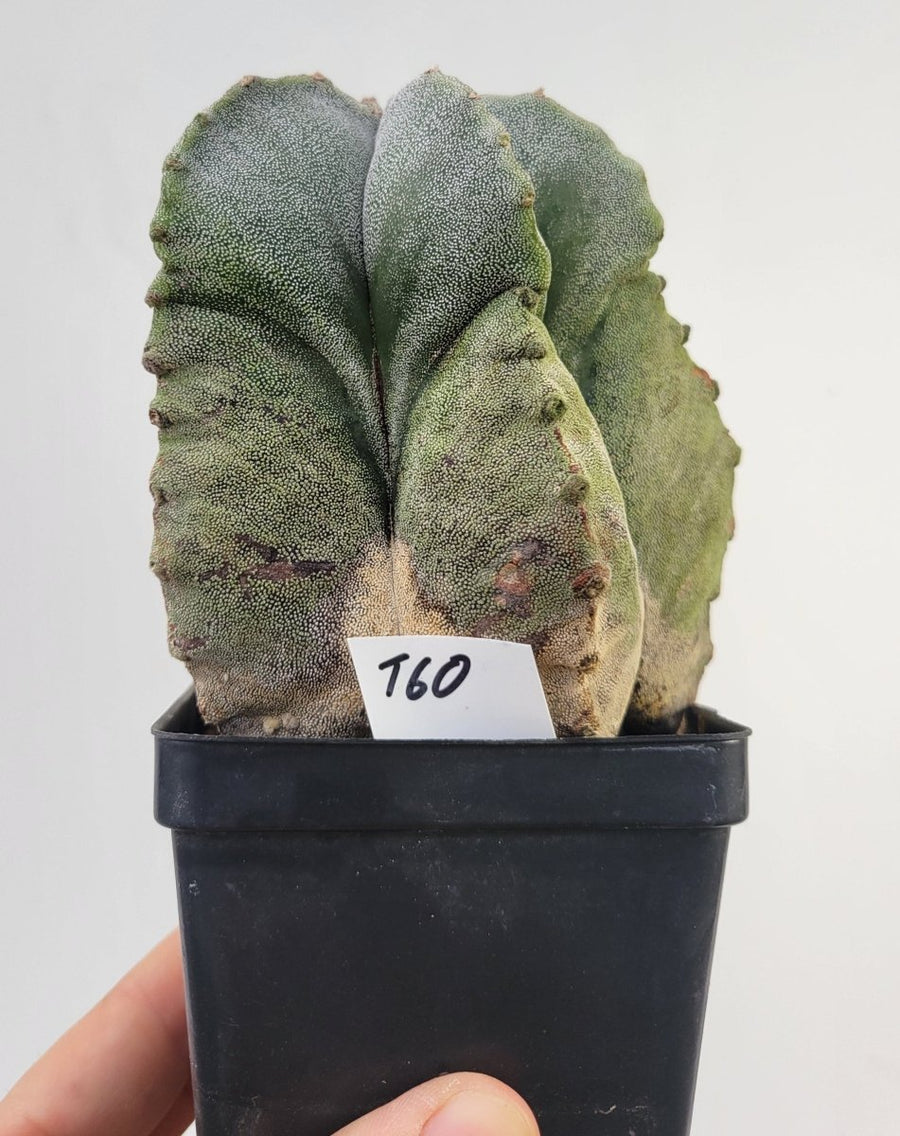 Astrophytum Myriostigma . 4" pot, very established, Specimen size XXL #T60 - Nice Plants Good Pots