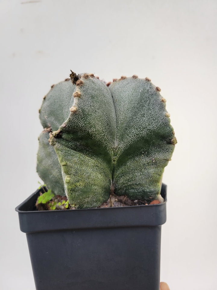 Astrophytum Myriostigma . 4" pot, very established, Specimen size XXL #T61 - Nice Plants Good Pots