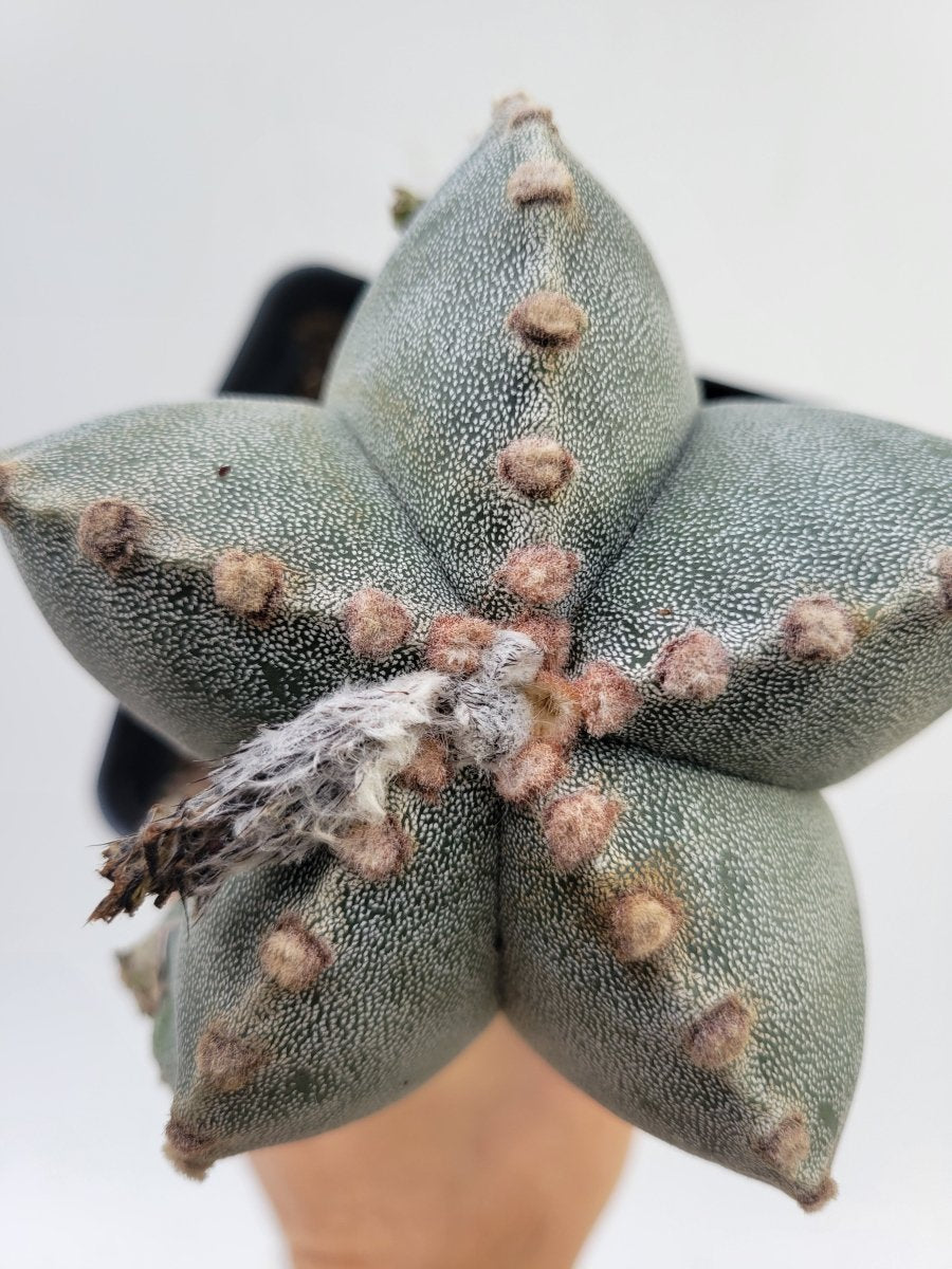 Astrophytum Myriostigma . 4" pot, very established, Specimen size XXL #T61 - Nice Plants Good Pots