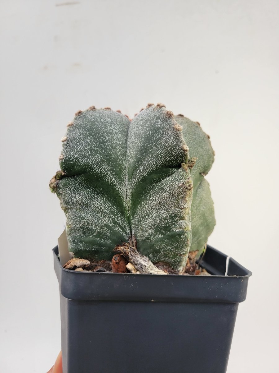 Astrophytum Myriostigma . 4" pot, very established, Specimen size XXL #T61 - Nice Plants Good Pots