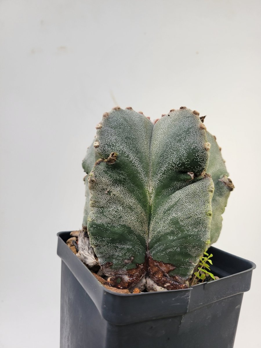 Astrophytum Myriostigma . 4" pot, very established, Specimen size XXL #T61 - Nice Plants Good Pots