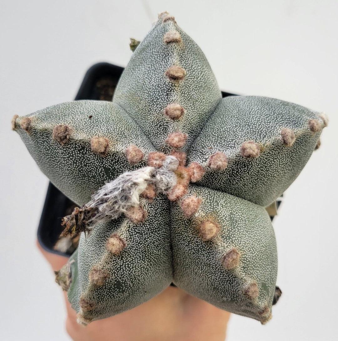 Astrophytum Myriostigma . 4" pot, very established, Specimen size XXL #T61 - Nice Plants Good Pots