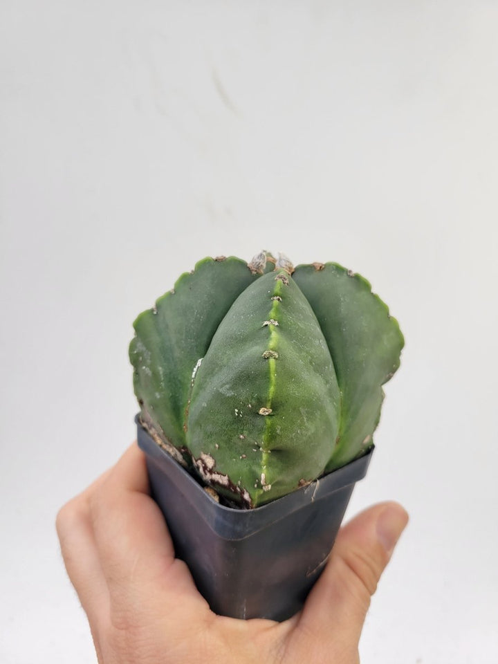 Astrophytum Myriostigma cv "kikko" hybrid . 2.5" pot, very established, Specimen size XL #52 - Nice Plants Good Pots