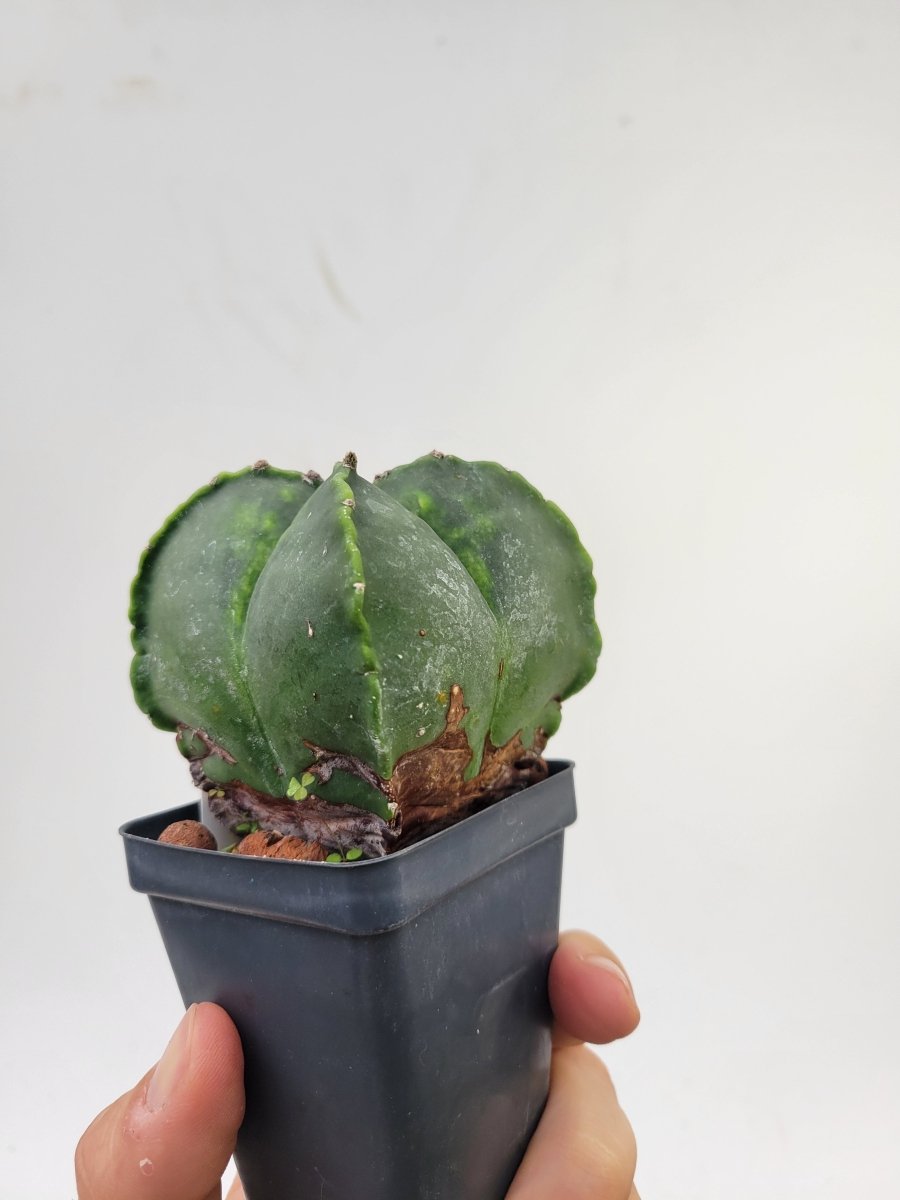 Astrophytum Myriostigma cv "kikko" hybrid . 2.5" pot, very established, Specimen size XL #T55 - Nice Plants Good Pots