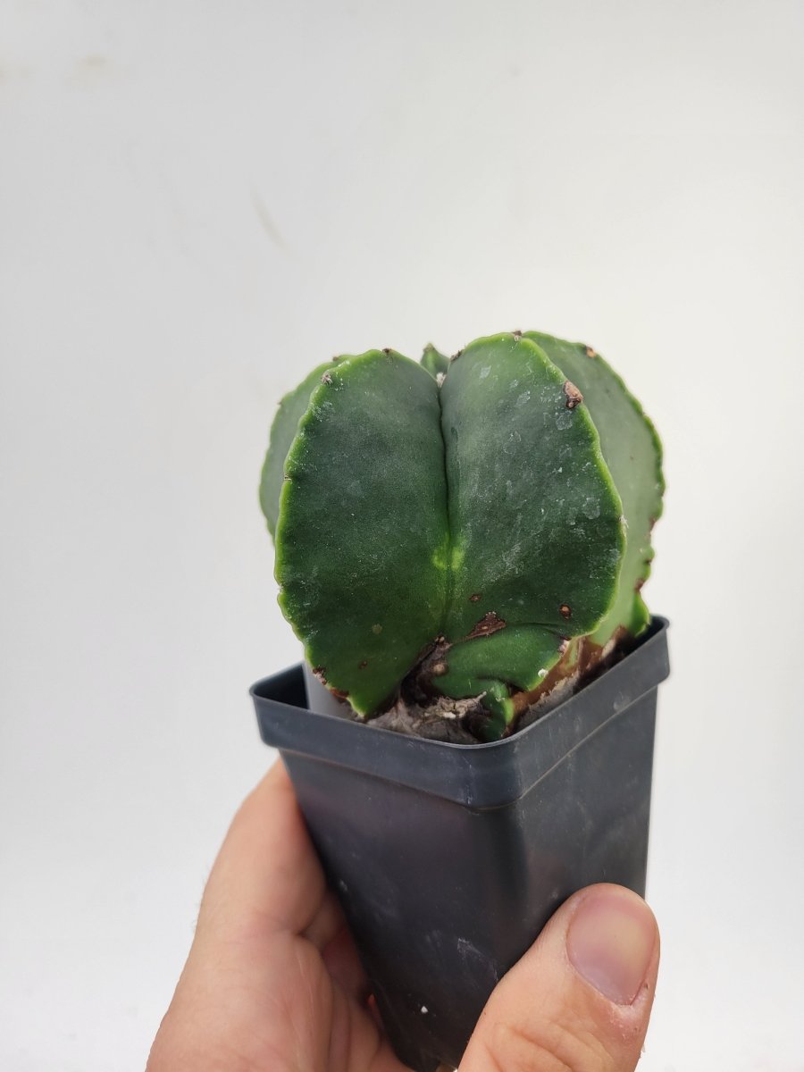 Astrophytum Myriostigma cv "kikko" hybrid . 2.5" pot, very established, Specimen size XL #T56 - Nice Plants Good Pots