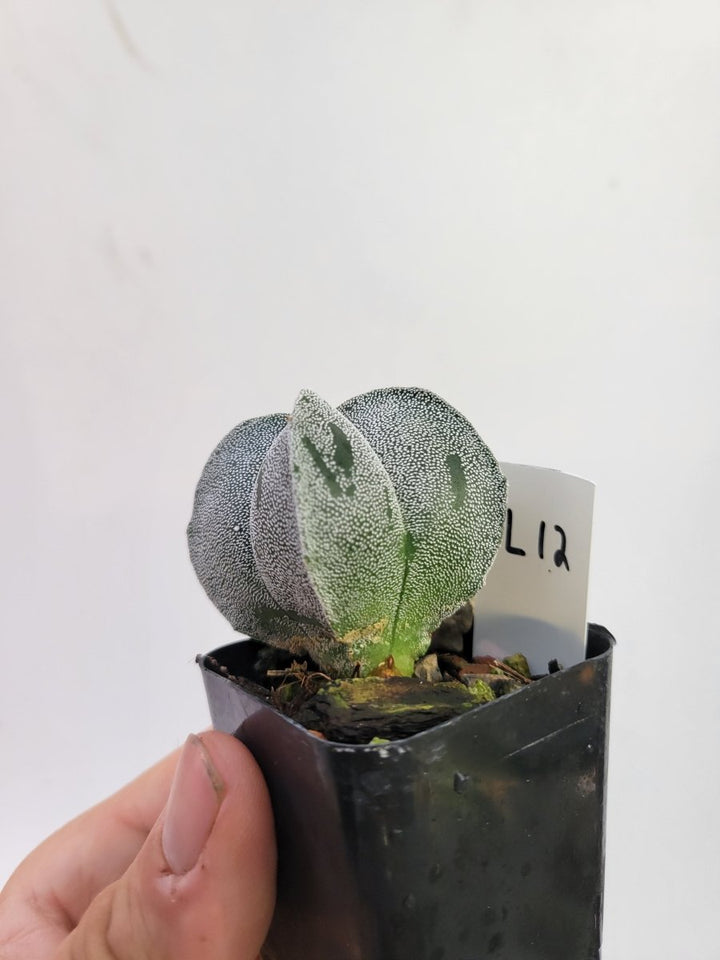 Astrophytum myriostigma cv "Onzuka" 5 Ribs. Seed Grown #T12 - Nice Plants Good Pots