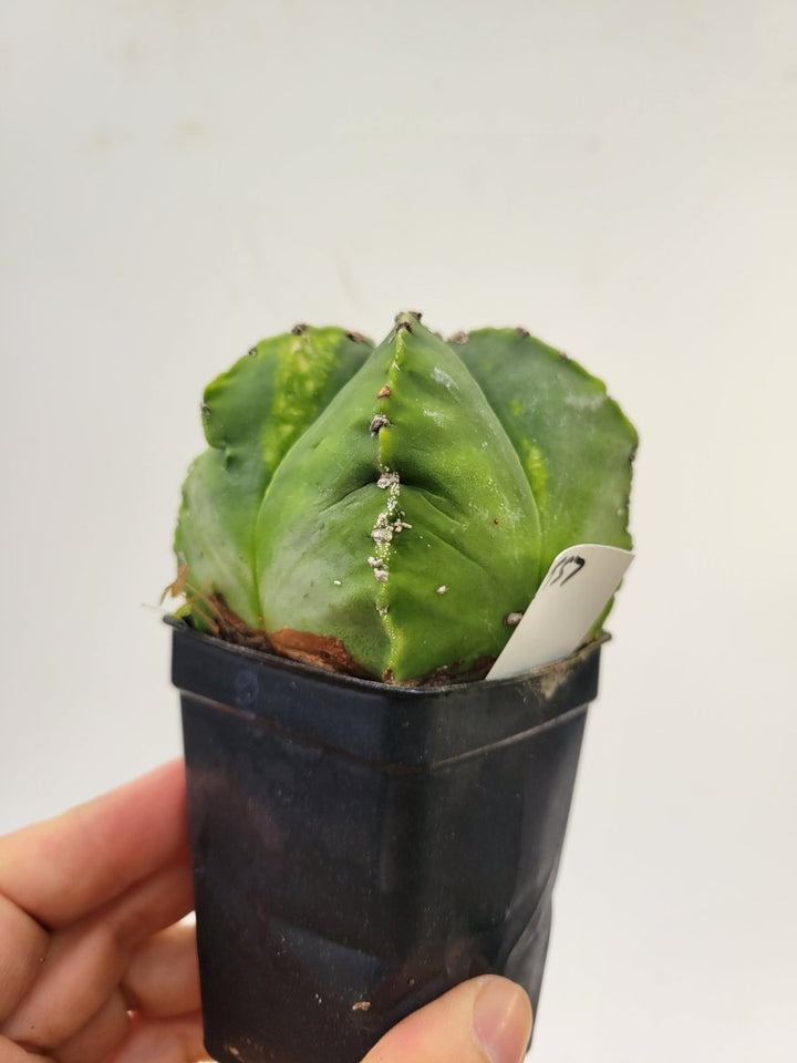 Astrophytum myriostigma hybrid 2.5" pot, very established, flowering size. XL #T57 - Nice Plants Good Pots