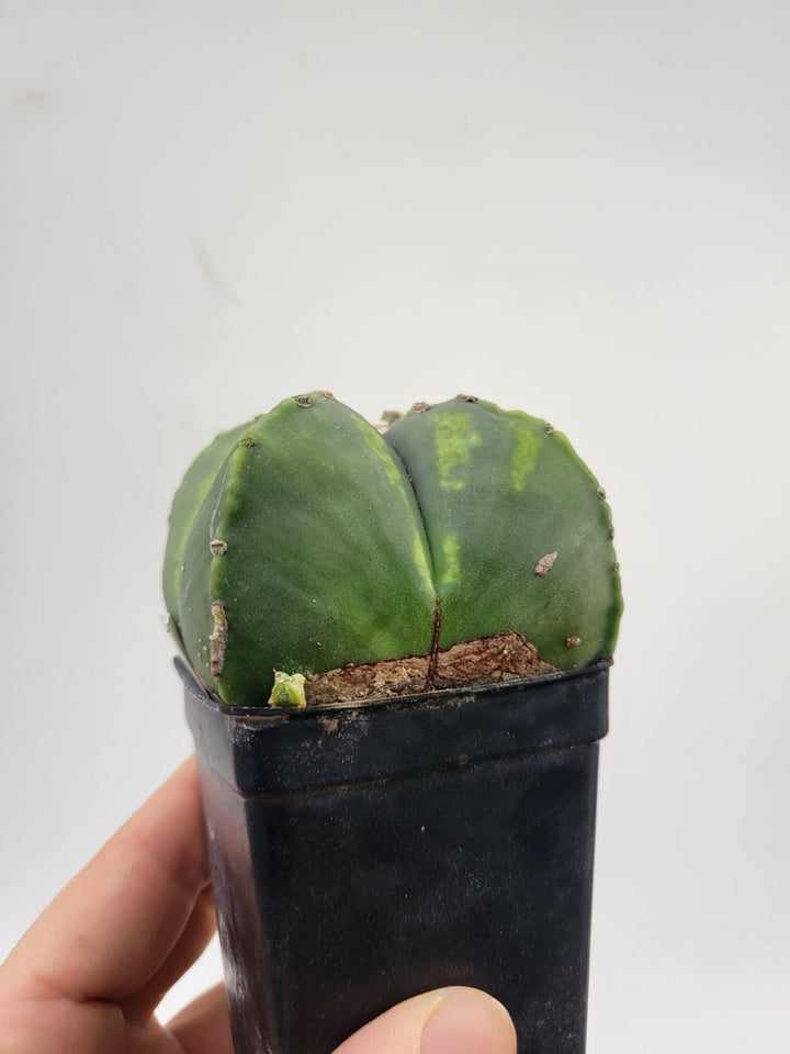 Astrophytum Myriostigma hybrid. 2.5" pot, very established, flowering size XL #T58 - Nice Plants Good Pots