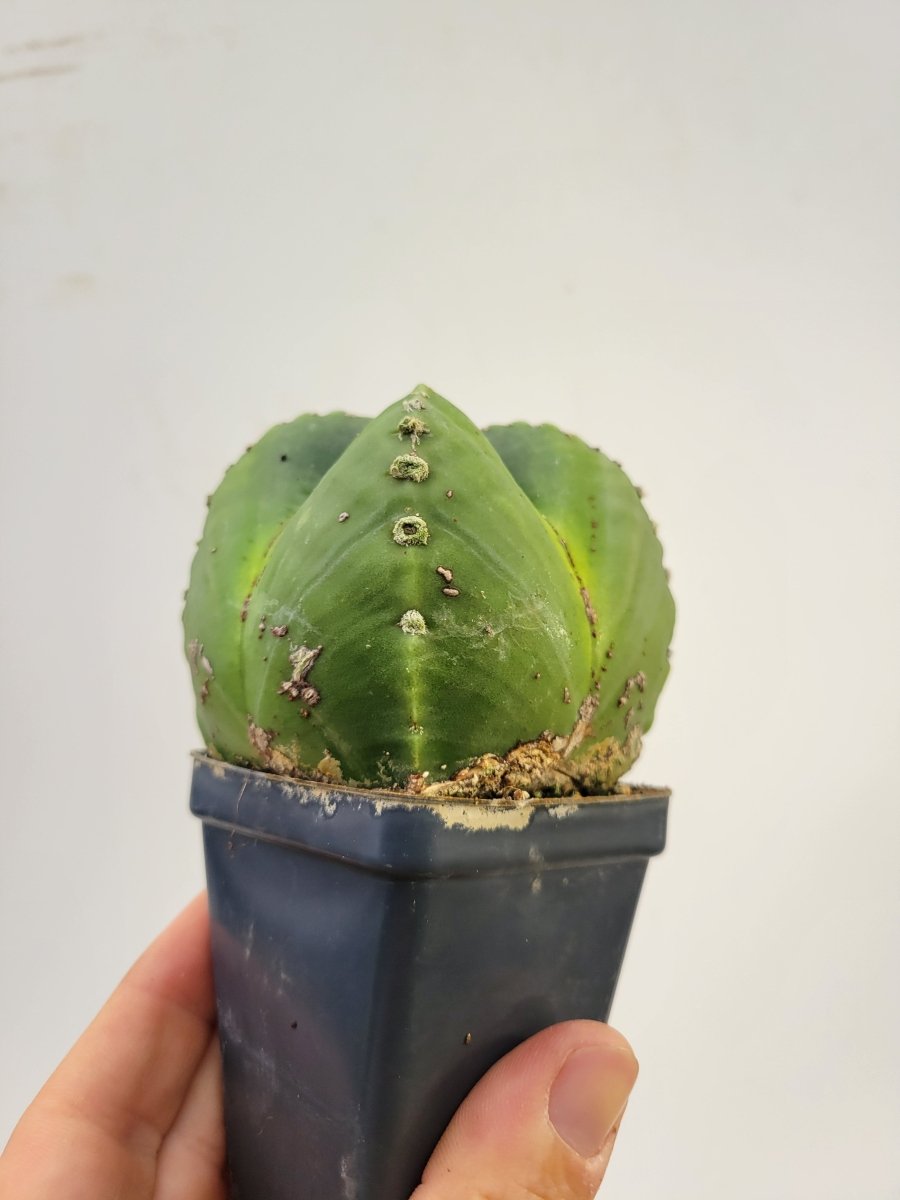 Astrophytum Myriostigma hybrid. 2.5" pot, very established, flowering size XL #T59 - Nice Plants Good Pots