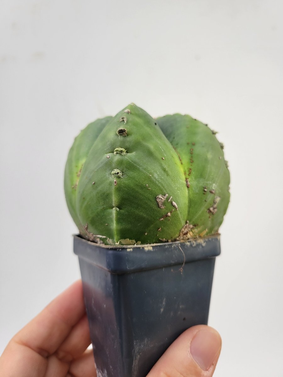 Astrophytum Myriostigma hybrid. 2.5" pot, very established, flowering size XL #T59 - Nice Plants Good Pots