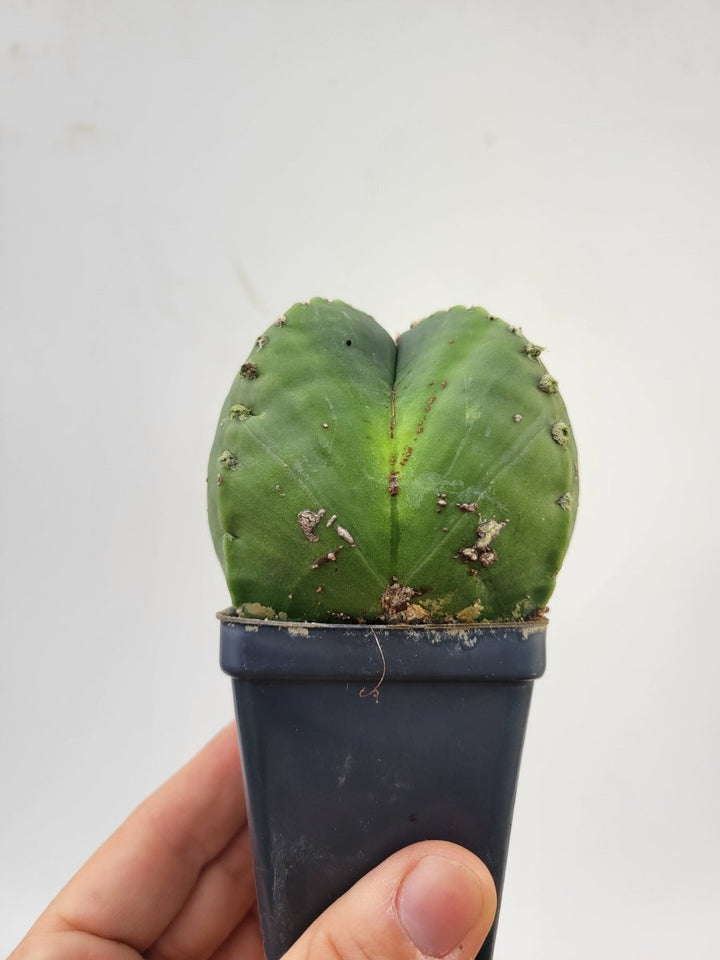 Astrophytum Myriostigma hybrid. 2.5" pot, very established, flowering size XL #T59 - Nice Plants Good Pots