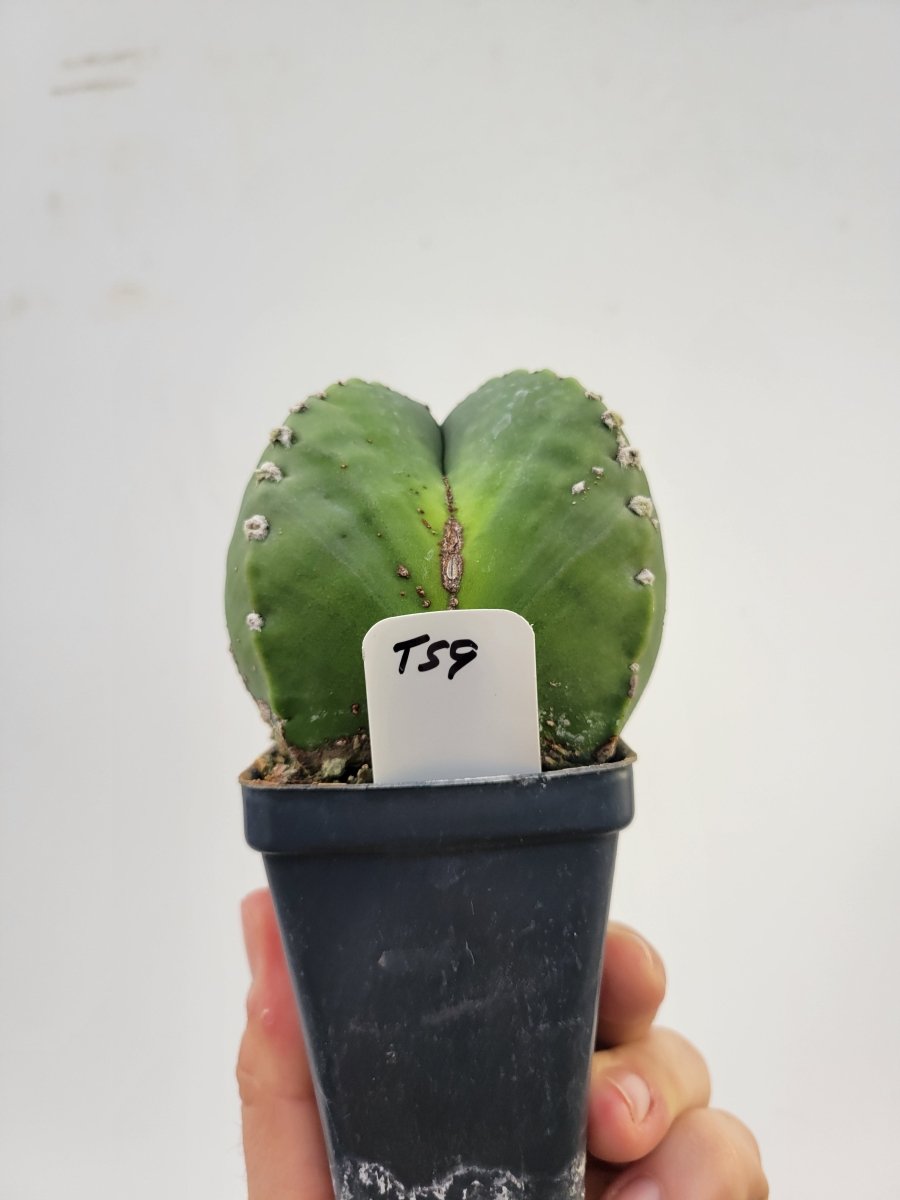 Astrophytum Myriostigma hybrid. 2.5" pot, very established, flowering size XL #T59 - Nice Plants Good Pots