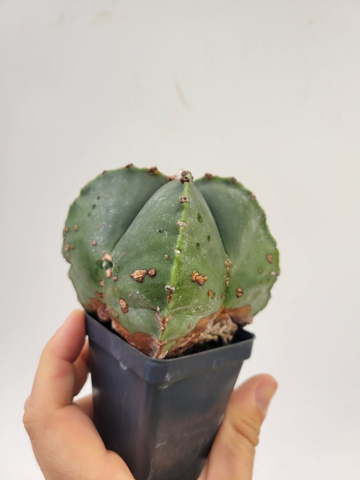 Astrophytum Myriostigma hybrid . 2.5" pot, very established, Specimen size XL #51 - Nice Plants Good Pots