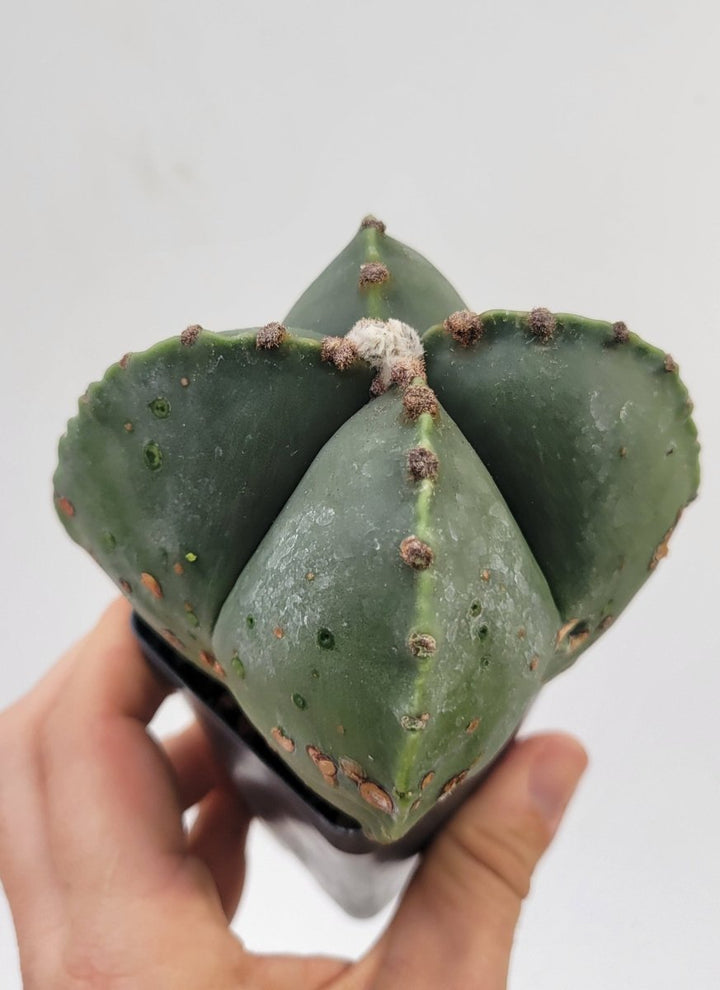 Astrophytum Myriostigma hybrid . 2.5" pot, very established, Specimen size XL #51 - Nice Plants Good Pots