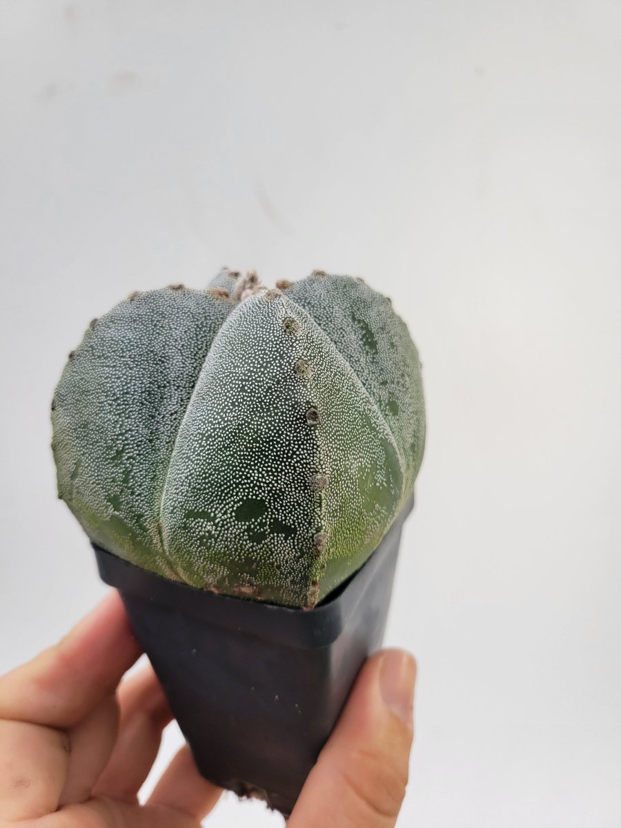 Astrophytum Myriostigma hybrid . 2.5" pot, very established, Specimen size XL #T54 - Nice Plants Good Pots