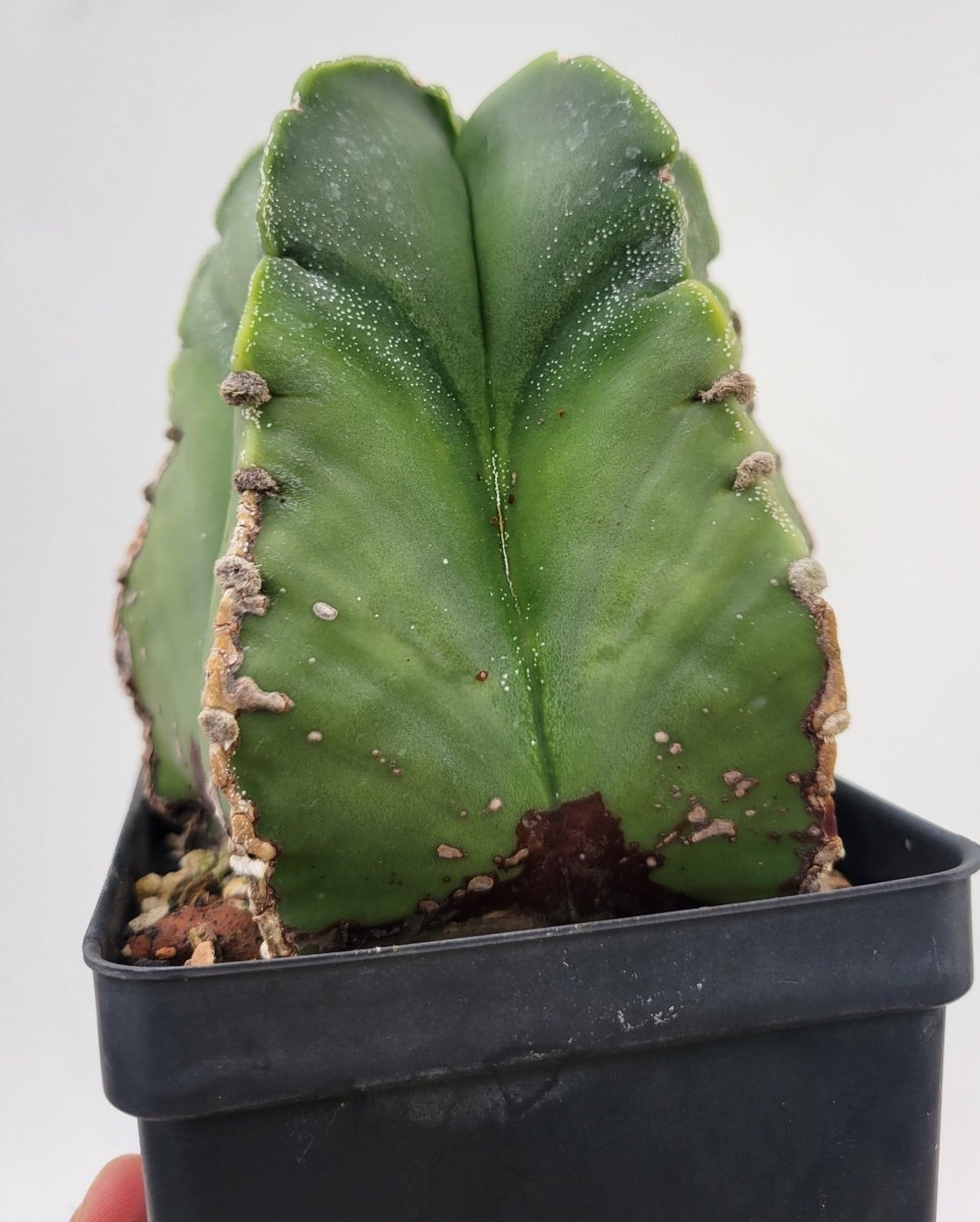 Astrophytum Myriostigma Nudum 4" pot, very established, Specimen size XXL #T64 - Nice Plants Good Pots