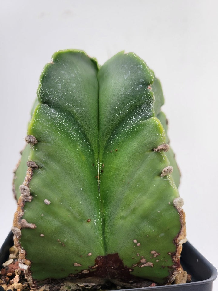 Astrophytum Myriostigma Nudum 4" pot, very established, Specimen size XXL #T64 - Nice Plants Good Pots