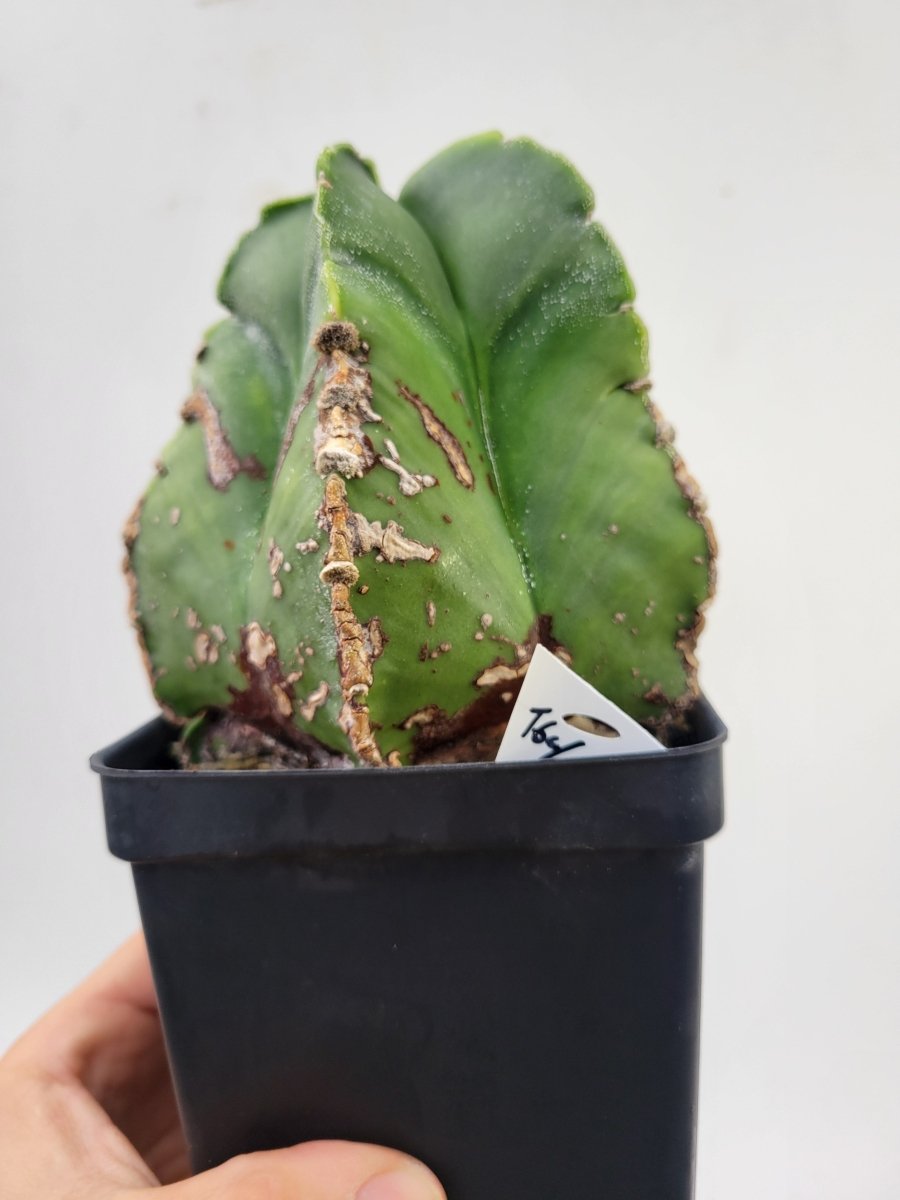 Astrophytum Myriostigma Nudum 4" pot, very established, Specimen size XXL #T64 - Nice Plants Good Pots