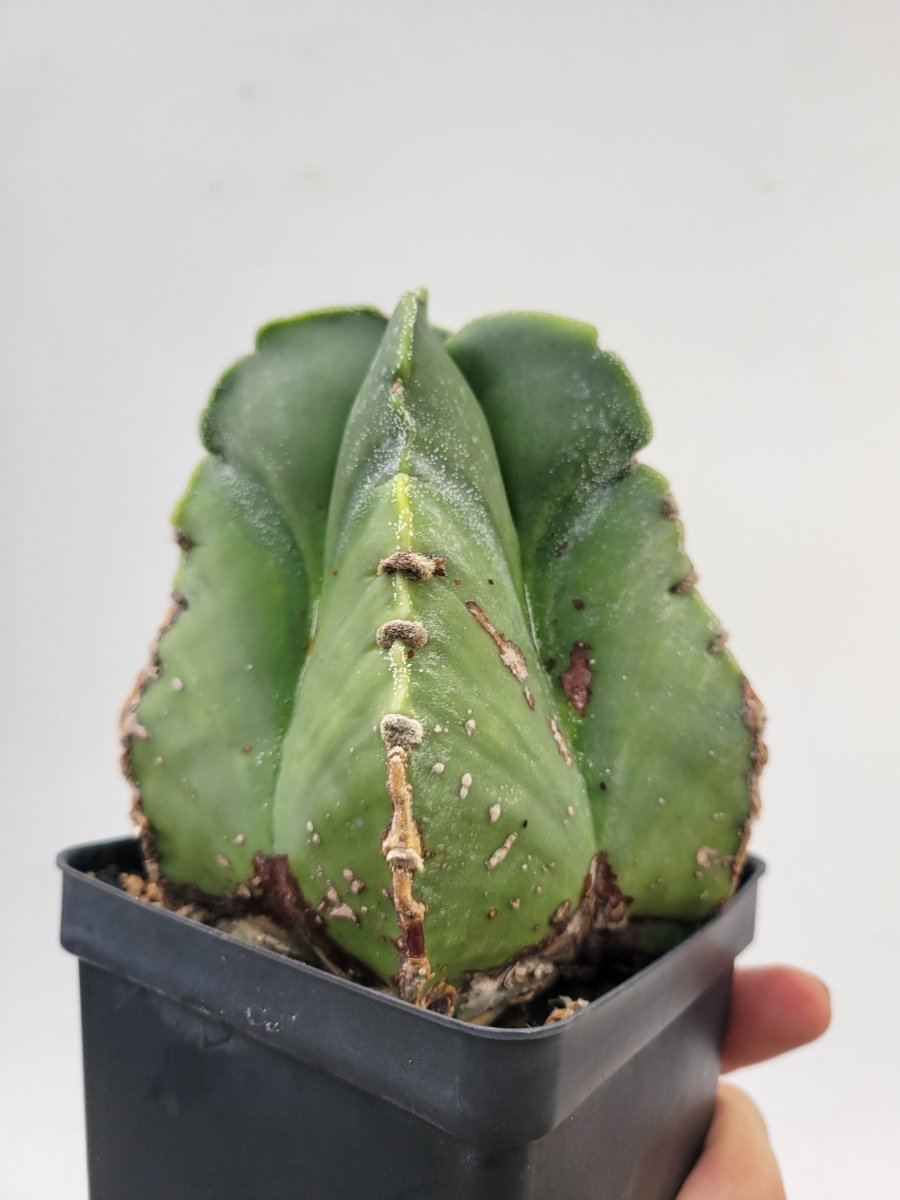 Astrophytum Myriostigma Nudum 4" pot, very established, Specimen size XXL #T64 - Nice Plants Good Pots