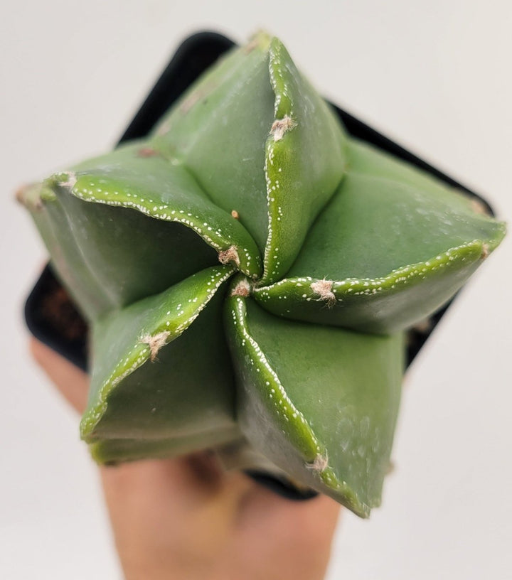 Astrophytum Myriostigma Nudum 4" pot, very established, Specimen size XXL #T64 - Nice Plants Good Pots