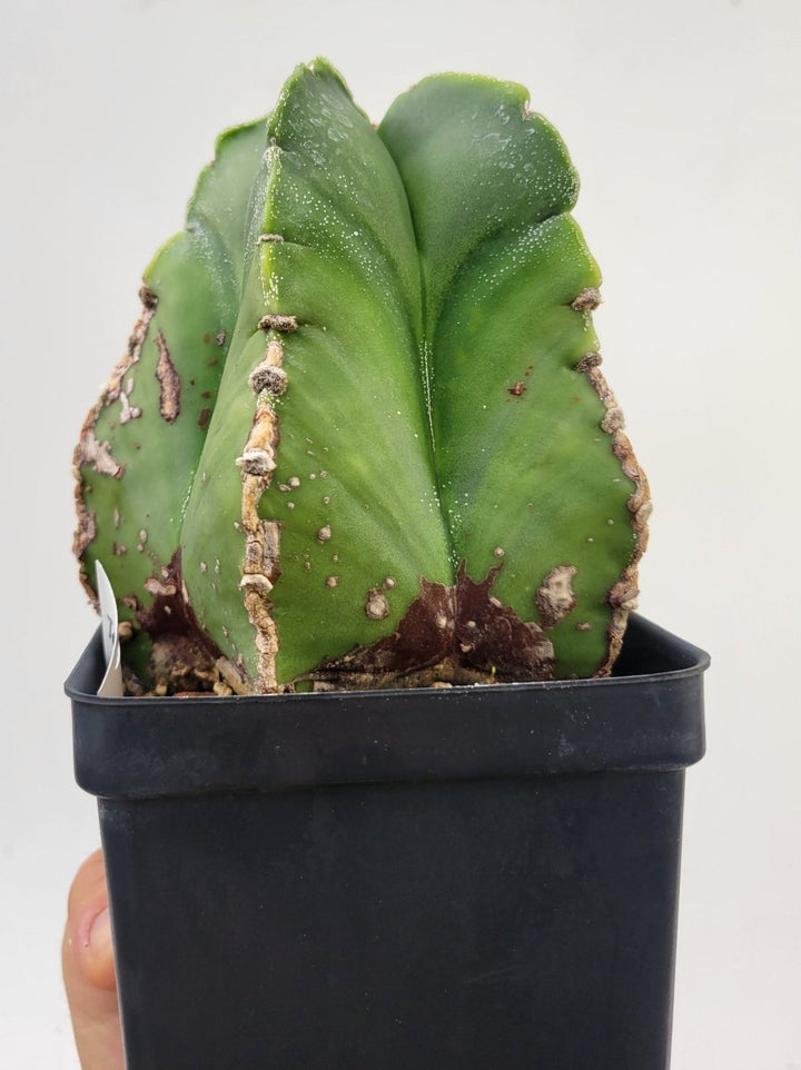 Astrophytum Myriostigma Nudum 4" pot, very established, Specimen size XXL #T64 - Nice Plants Good Pots