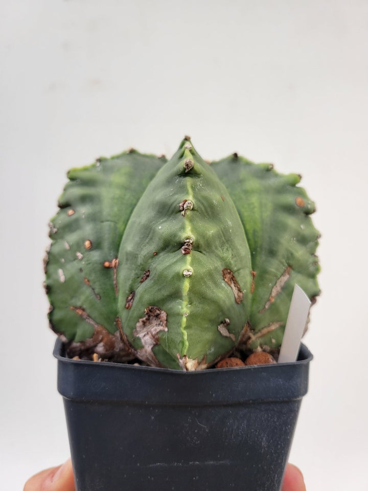 Astrophytum Myriostigma Nudum "KIKKO" . 4" pot, very established, Specimen size XXL #T67 - Nice Plants Good Pots