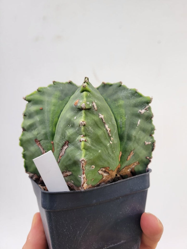 Astrophytum Myriostigma Nudum "KIKKO" . 4" pot, very established, Specimen size XXL #T67 - Nice Plants Good Pots