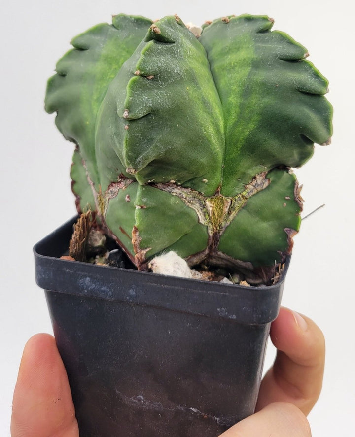 Astrophytum Myriostigma Nudum "KIKKO" . 4" pot, very established, Specimen size XXL #T68 - Nice Plants Good Pots