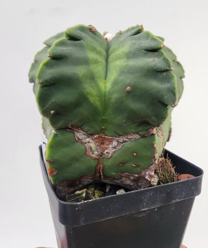 Astrophytum Myriostigma Nudum "KIKKO" . 4" pot, very established, Specimen size XXL #T68 - Nice Plants Good Pots