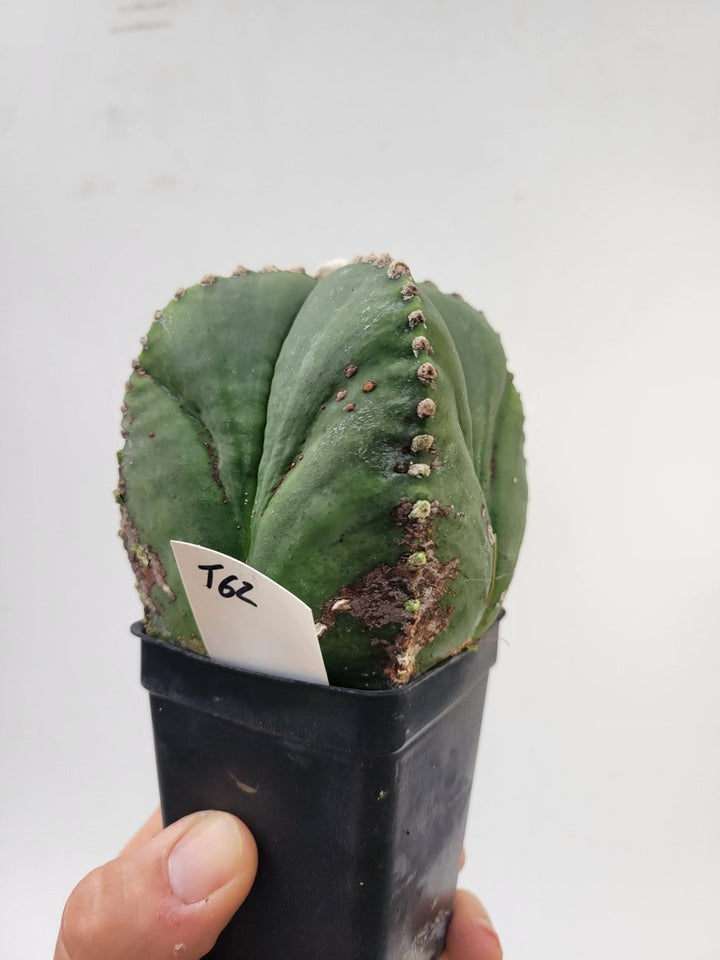 Astrophytum Myriostigma Nudum "rensei" . 2.5" pot, very established, Specimen size XL #T62 - Nice Plants Good Pots