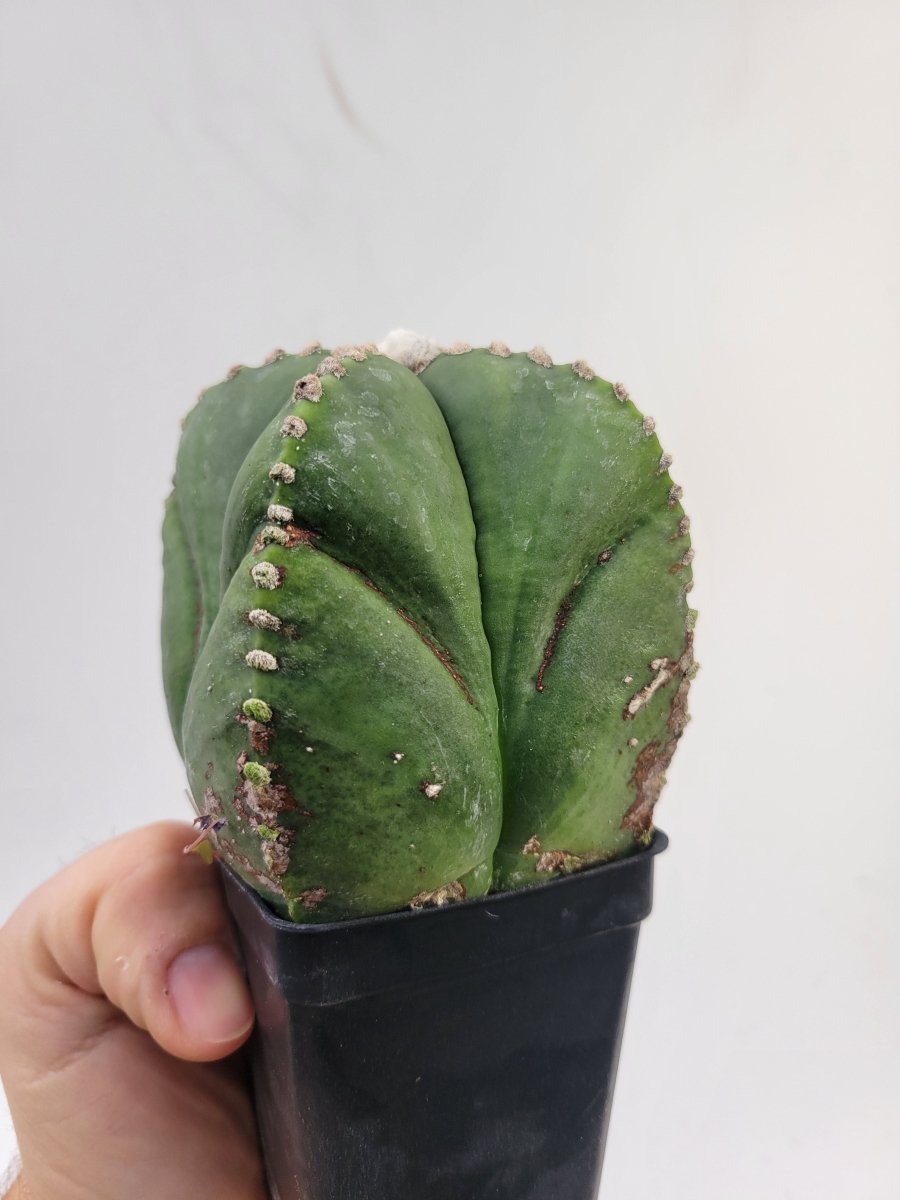 Astrophytum Myriostigma Nudum "rensei" . 2.5" pot, very established, Specimen size XL #T62 - Nice Plants Good Pots