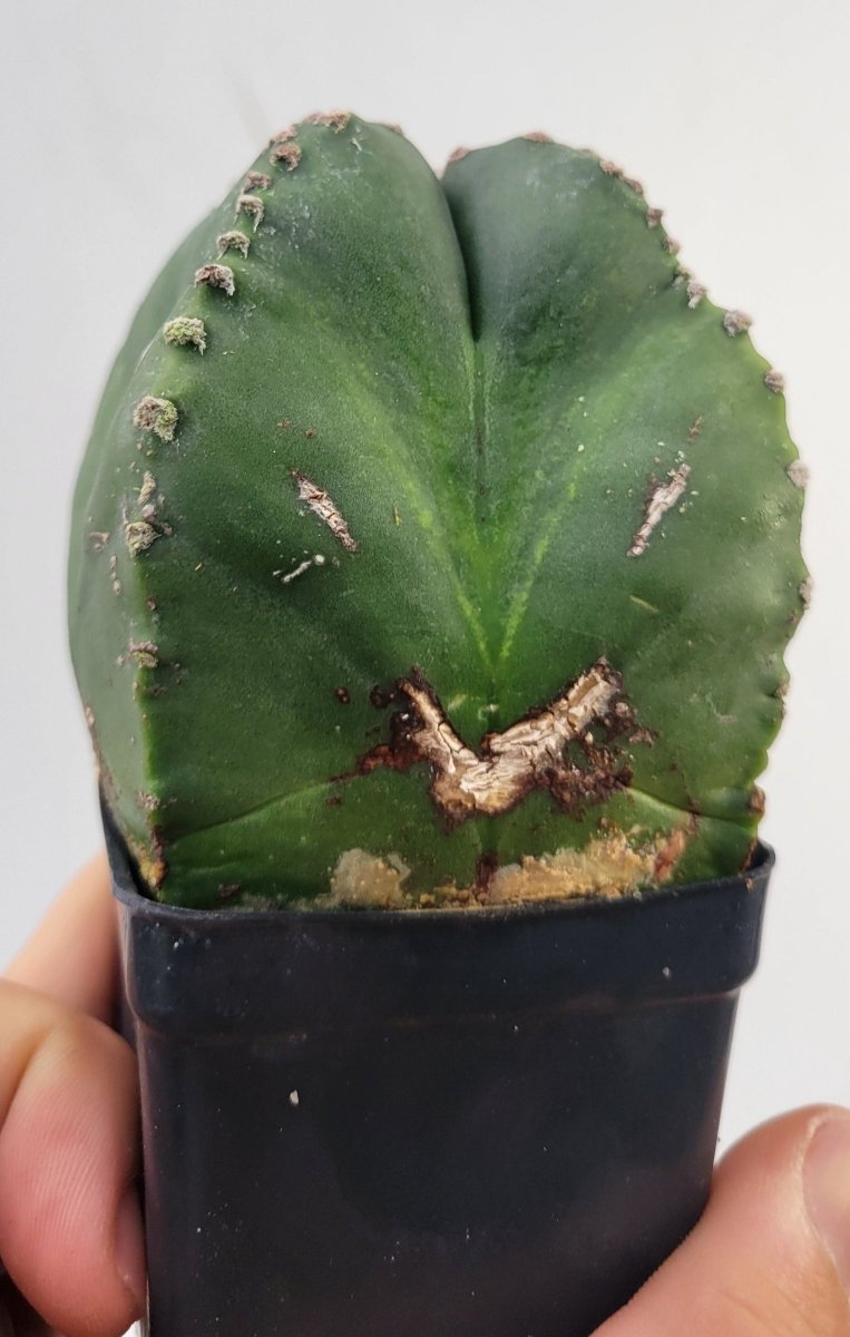 Astrophytum Myriostigma Nudum , Very unusual growth habit . 2.5" pot, very established, Specimen size#T65 - Nice Plants Good Pots