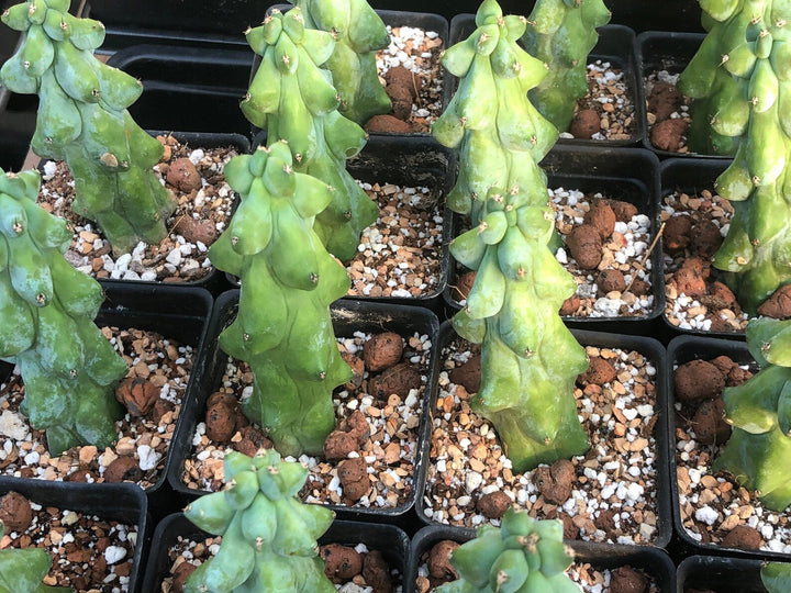 Myrtillocactus Geometrizans  "Fukurokuryuzinboku" ; AKA  Boobie cactus   3-4, ” US Seller, Growers Choice